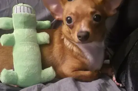 Lost Dog: Dean, Red Collar, Wichita, KS