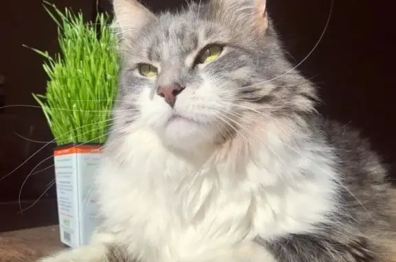 Lost Shy Maine Coon Mix in Kansas City