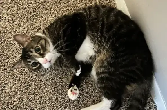 Lost Cat Toby: Chipped & Friendly in Pooler