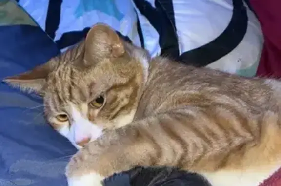 Lost Neutered Orange & White Cat, Watertown