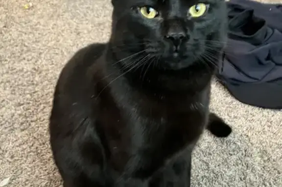 Lost and found pets Oklahoma City, photo: Lost Black Cat: Pink Collar, OKC