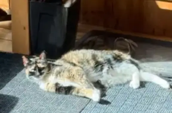 Lost Tortoise Shell Cat on Selkirk Dr.