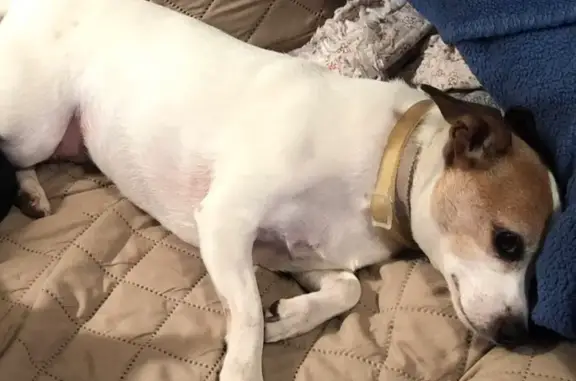 Lost Jack Russell: Needs Medication