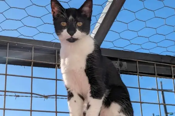 Lost pets , photo: Lost Timid Cat: Black & White Female