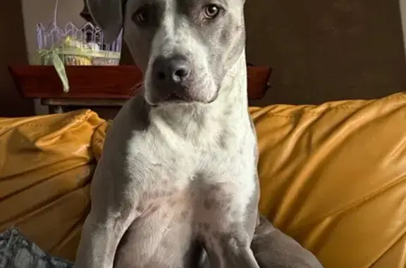 Lost: Shy Gray & White Pitbull in Lake Zurich