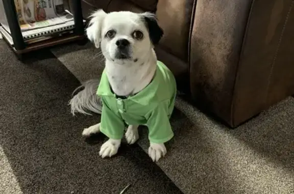 Lost Dog: Small White with Black Spots