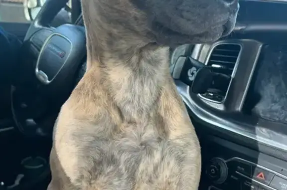 Lost and found pets Long Beach, photo: Lost Dog on Chestnut Ave, Long Beach
