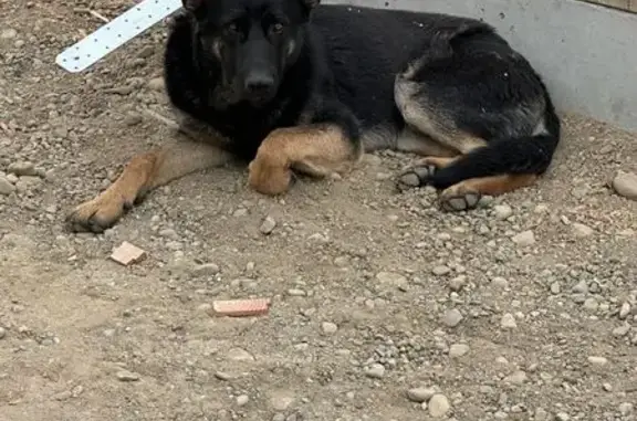 Found dog South Hill, photo: Found Male German Shepherd in South Hill