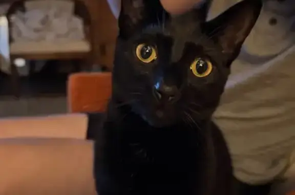 Lost Black Cat on Summit St, Columbus
