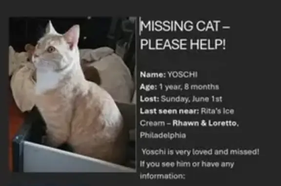Lost: Large, Skinny Orange Cat in Philly
