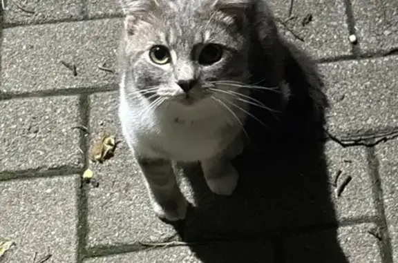 Lost and found pets Cincinnati, photo: Found Cat: Gray/White, Orange Collar