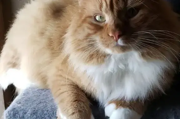 Lost Orange Maine Coon in Lincoln, RI