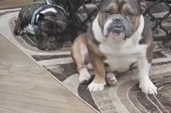 Lost Dog: Brown/White on W Wellington