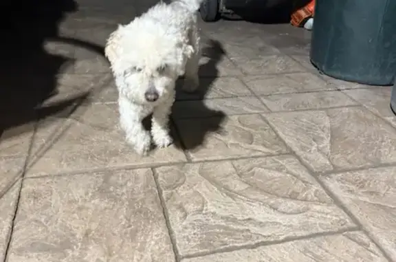 Found pets San Jose, photo: Found: White Male Dog, Post-Surgery, San Jose
