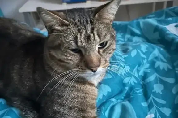 Chat perdu à Mayet : peureux, aperçu 12 juin - photo