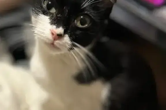 Found pets Magnolia, photo: Friendly Tuxedo Cat Found Near FM 1488