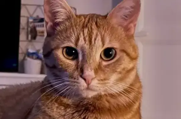 Chat perdu, Troyes, photo: Chat roux perdu, craintif, rue Turenne