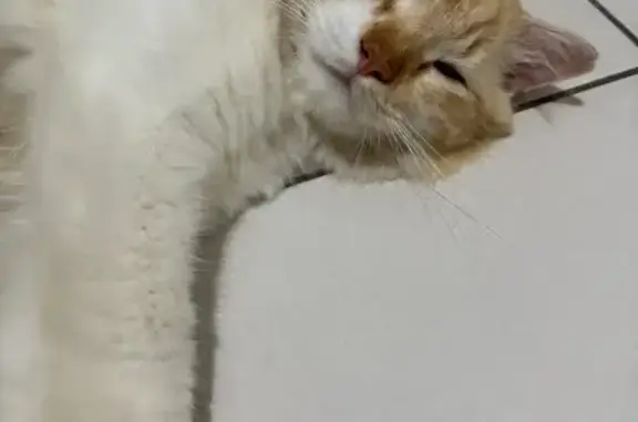 Found: Male Ginger Cat in Pung...