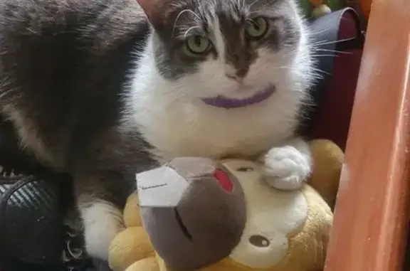 Help Find Grey: Anxious Cat Missing in LA