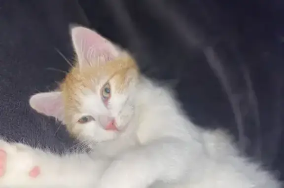 Animaux perdus Roquefort, photo: Chatte rousse et blanche perdue à Roquefort