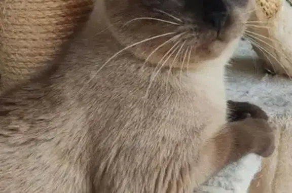 Animaux perdus Parcé-sur-Sarthe, photo: Chatte siamoise perdue à Parcé-sur-Sarthe
