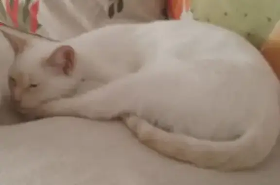 ¡Gato Perdido! Duque en Tomares