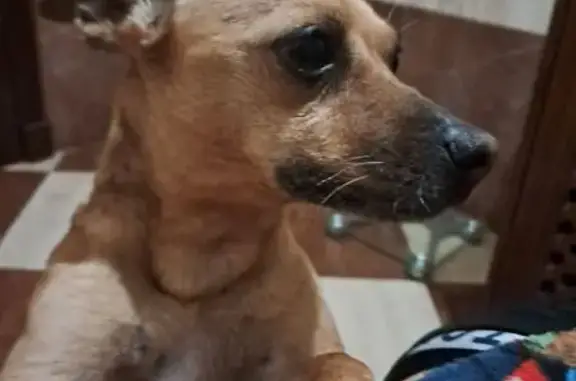 Perro Perdido en Vilamarxant: Asustadizo