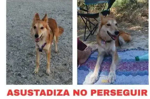 Perro Perdido en Móstoles: Border Collie Mix