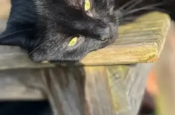 Lost Black Cat with Green Eyes in Cardiff