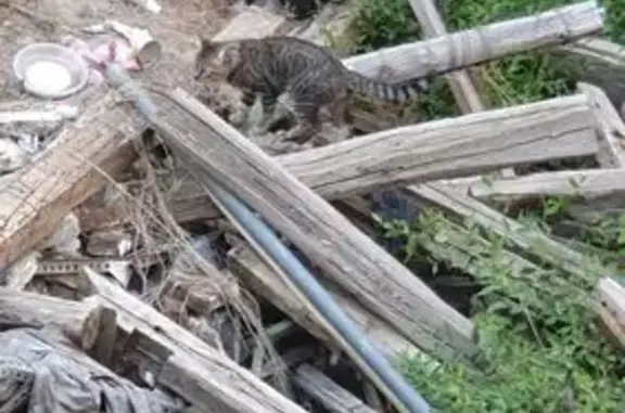 Gato encontrado Leganes, foto: Gato Pardo Asustado Hallado en Leganés