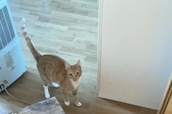 ¡Ayuda! Gata Perdida en Posada, Severies 31