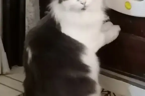 Chatte grise-blanche perdue à Coursan - photo