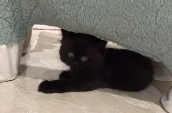 Lost Black Kitten, 3mo, Jurong West