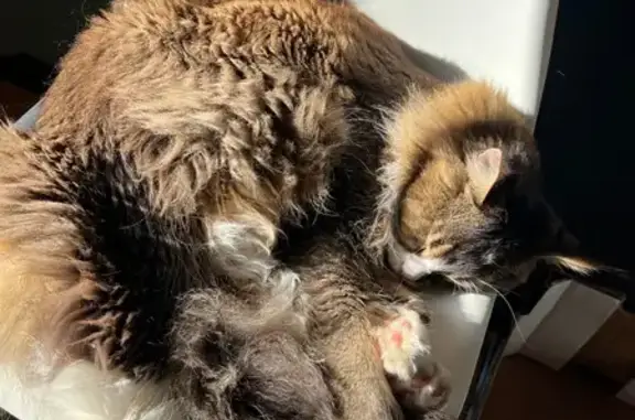 Chat Maine Coon perdu à Fuveau - photo