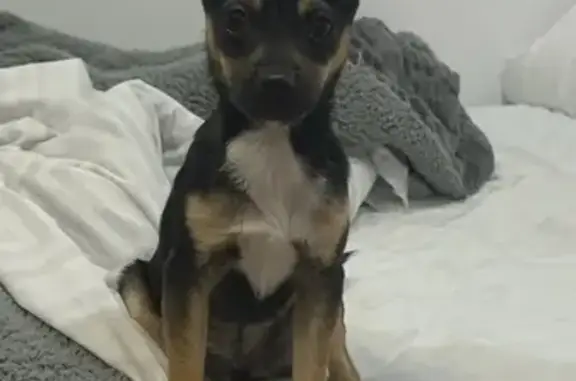 Perro Pequeño Perdido en Murcia: 3kg, Chip