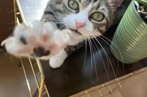 Chat perdu, Montluçon, photo: Chatte perdue : Scarlette, 4 ans, Montluçon