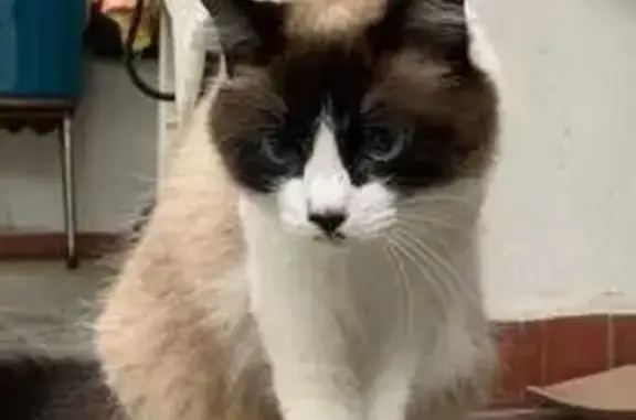 gato desaparecida