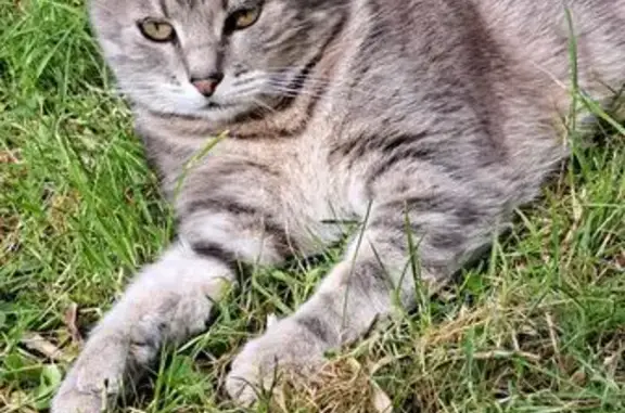 Animaux perdus , photo: Chat gris rayé perdu à St-Barthélemy-d'Anjou