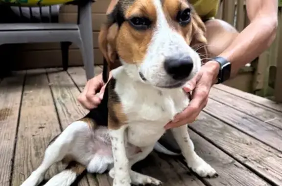 Found pets Columbus, photo: Found Dog: Green Collar on Pacemont Rd
