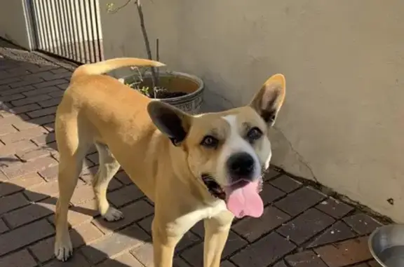 Friendly Light Brown Dog Found in Roodepoort