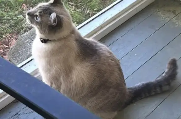 Lost Grey Tabby Cat on Hudgins Rd, Poquoson