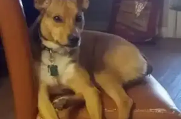 Missing dog Tyler, photo: Lost Dog: Tan, No Tail, Westminster Dr
