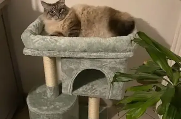 Chat perdu, Rennes, photo: Chat Sibérien perdu, 8 ans, Rennes