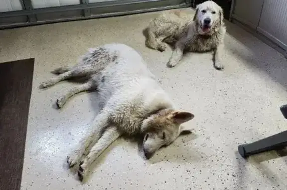 Found dog Ocala, photo: Found: Two Large White Dogs in Ocala