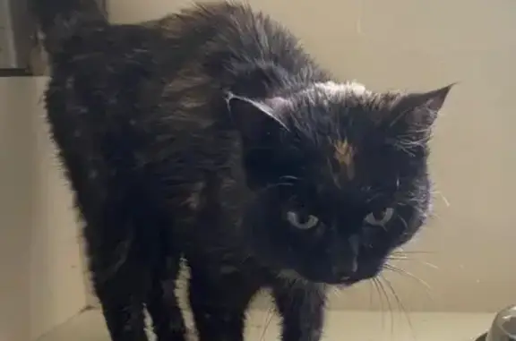 Chat Écaille affectueux, soins nécessaires - photo