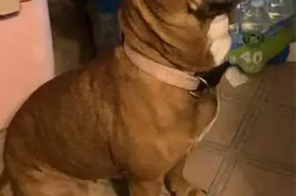 Lost Chihuahua-Pitbull Mix in Conway