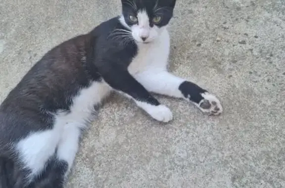Animaux trouvés , photo: Chat noir et blanc trouvé à Reyssouze
