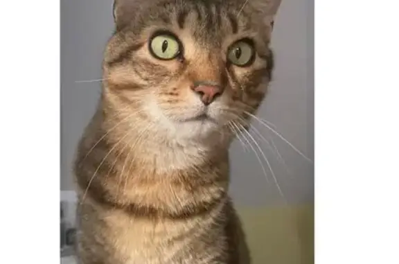 Missing cat Tallahassee, photo: Lost Tabby Cat in Oak Park Court, Tallahassee