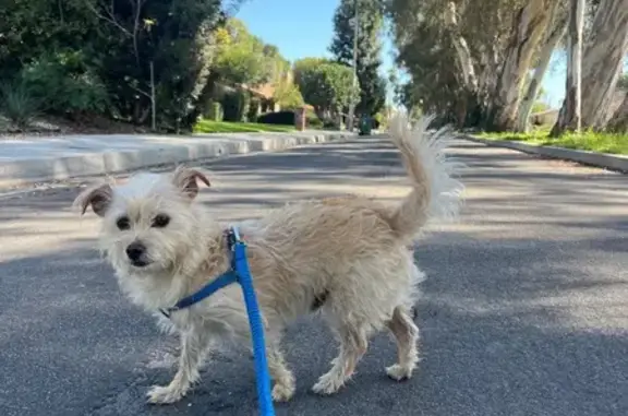 Lost Terrier Mix on Etiwanda Ave, LA