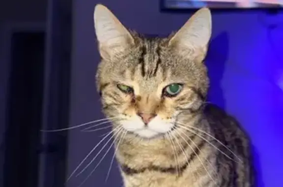 Help Find Our Lost Tiger-Striped Cat!